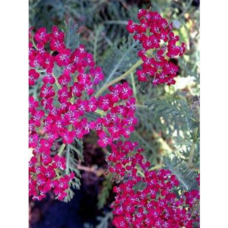 Achillée millefeuille 'Sammetriese' Godet de 8/9 cm