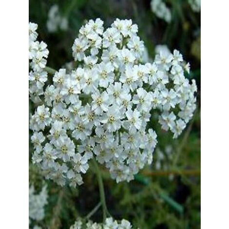 Achillée millefeuille 'Schneetaler' Godet de 8/9 cm
