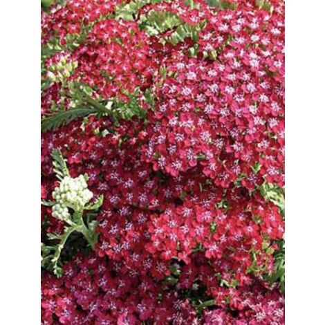 Achillée millefeuille 'Summerwine' Godet de 8/9 cm