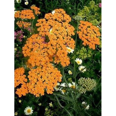 Achillée 'Terracotta' Pot de 2L/3L