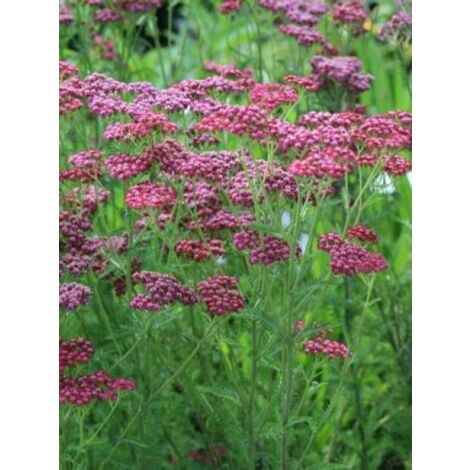 Achillée 'Velour' Godet de 8/9 cm