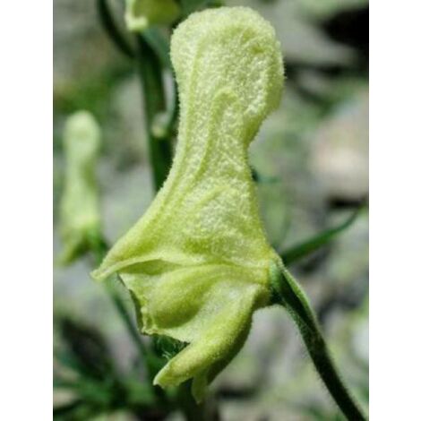 Aconit de Lamarck Godet de 8/9 cm