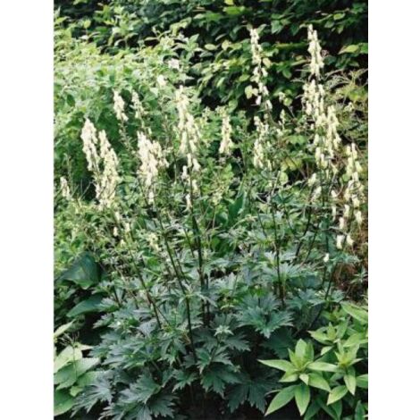 Aconit septentrionale 'Ivorine' Godet de 8/9 cm