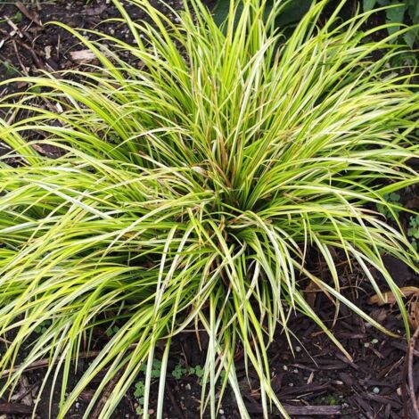 Acore gramineus Ogon | Pot de 3L - 10/40 cm