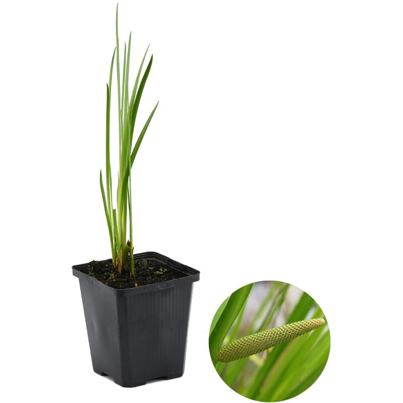 Acorus Calamus – Pastèque sucrée – Plante de bassin – Peu d'entretien – Zone 2-3 – ⌀09cm - ↕10-20 cm