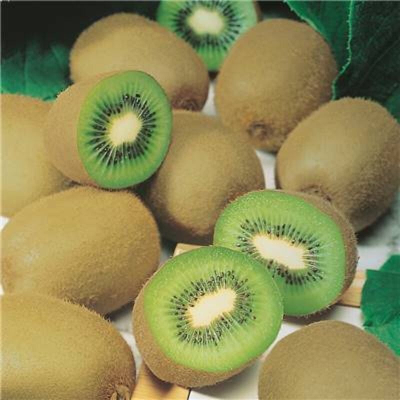 Kiwi Actinidia De Chine - Pied Male - Fruitiers