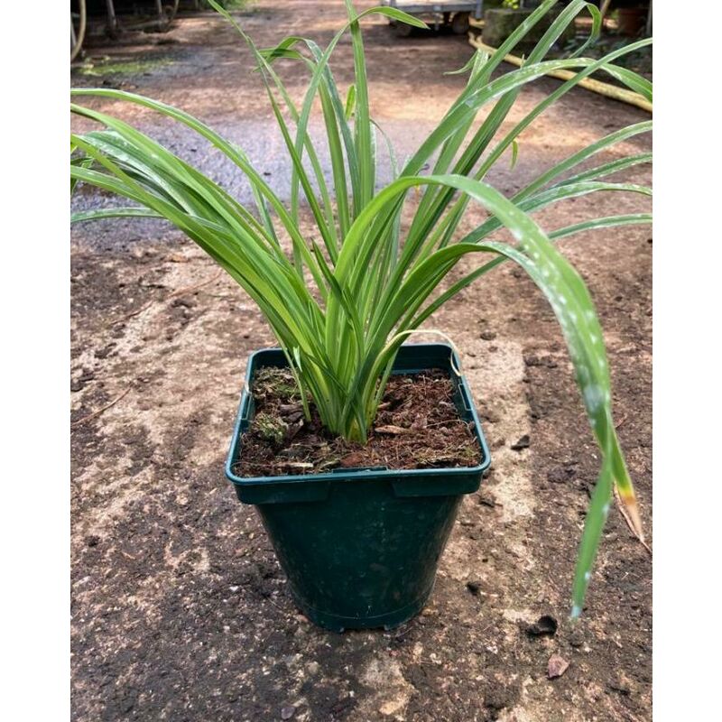 

Eljardinensupuerta - Adelfa - 10Uds. - Maceta de 13cm - Blanco