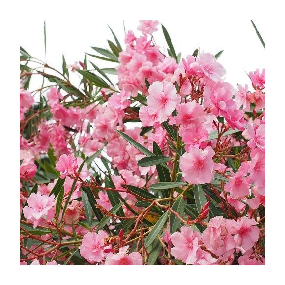 

Eljardinensupuerta - Adelfa - 10Uds. - Maceta de 13cm - Rosa