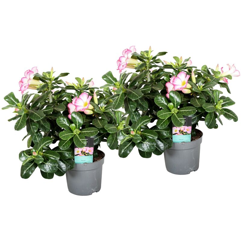 Plant In A Box - Adenium Obesum - Rose du désert - Rose - Pot 13cm - Hauteur 30-40cm - Rose