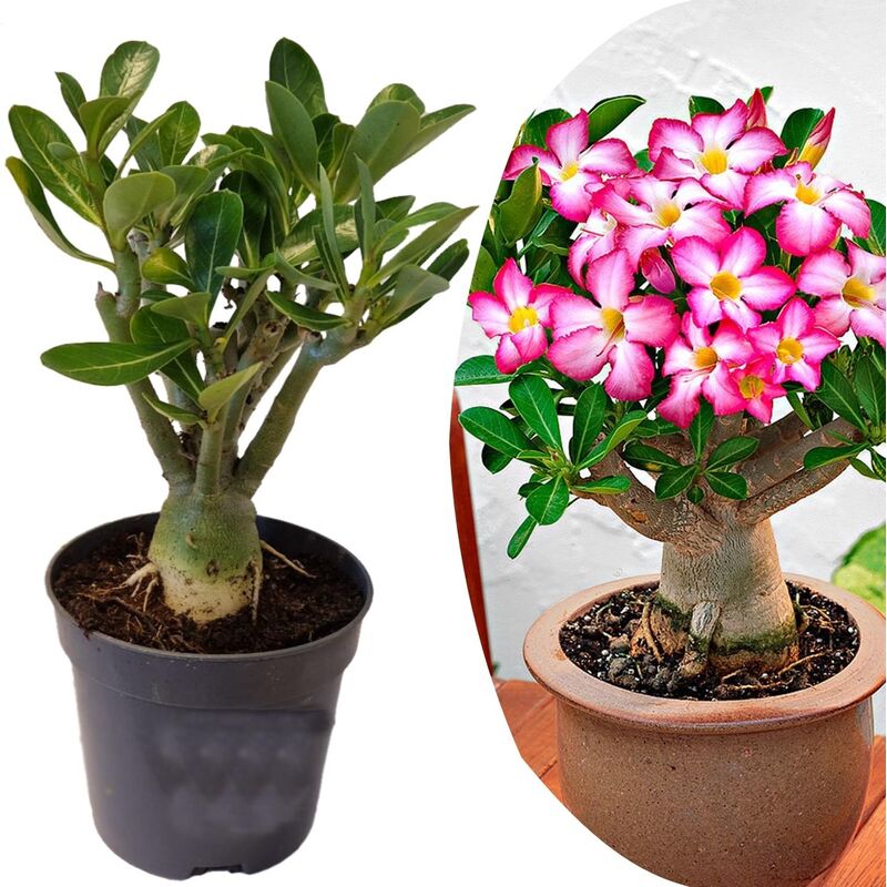 Plant In A Box - Adenium Obesum - Rosier du désert fleuri - Pot 10.5cm - Hauteur 25-40cm - Rose