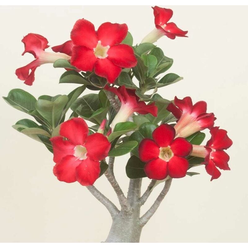 Peragashop - vase anouk rouge adenium ou rose du désert 14CM