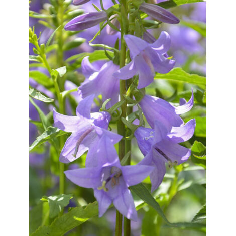 Adenophora 'Gaudi Violet' Godet de 8/9 cm
