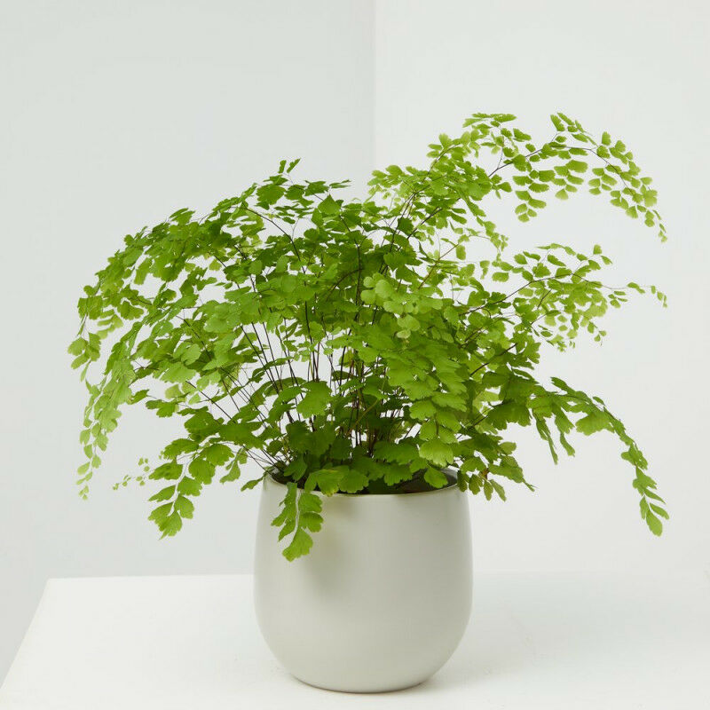 

Adiantum Maceta 13Cm