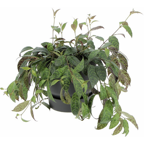 Aeschynanthus Marmoratus con Eco-Vaso Nero - Vaso da Coltura Ø 17 cm