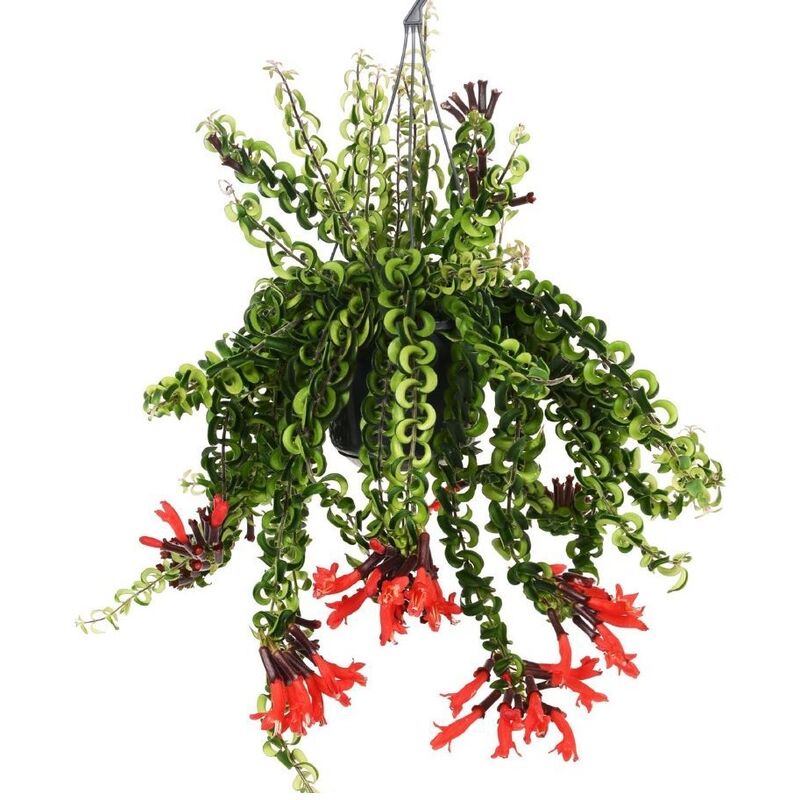 Plant In A Box - Aeschynantus 'Twister' - Plante suspendue - ⌀15cm - Hauteur 20-30cm - Rouge