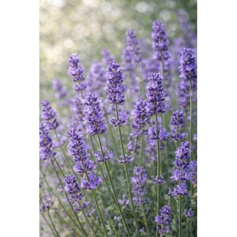 Ätherisches Öl aus bulgarischem Lavendel