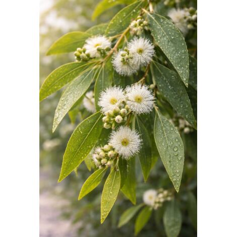 Ätherisches Öl aus Eukalyptus radiata