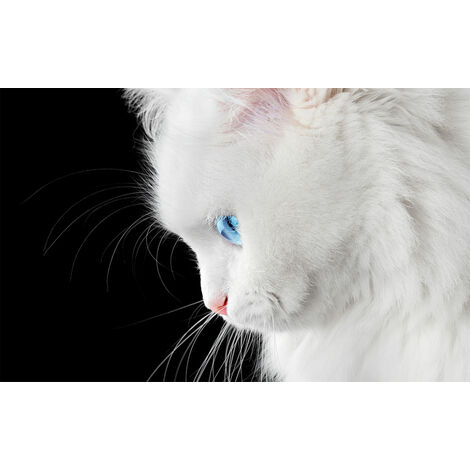 Affiche angora aux yeux bleus - 60x40cm - made in France
