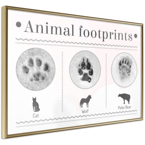Affiche Murale Encadrée "How to Recognize an Animal" 30 x 20 cm Or