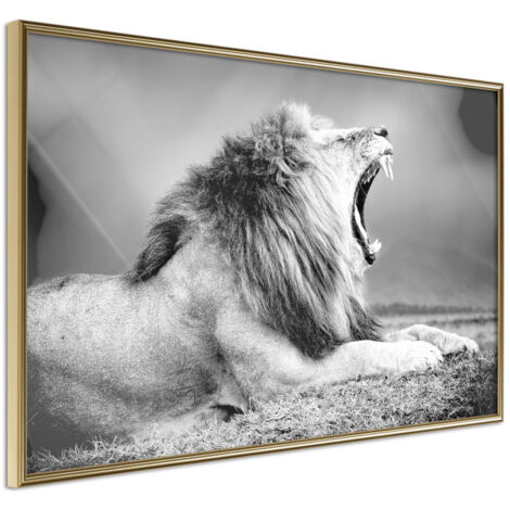 Affiche Murale Encadrée "Yawning Lion" 30 x 20 cm Or