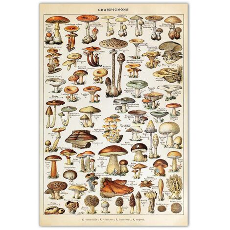 Affiche vintage éducative botanique sur les champignons, décoration murale
