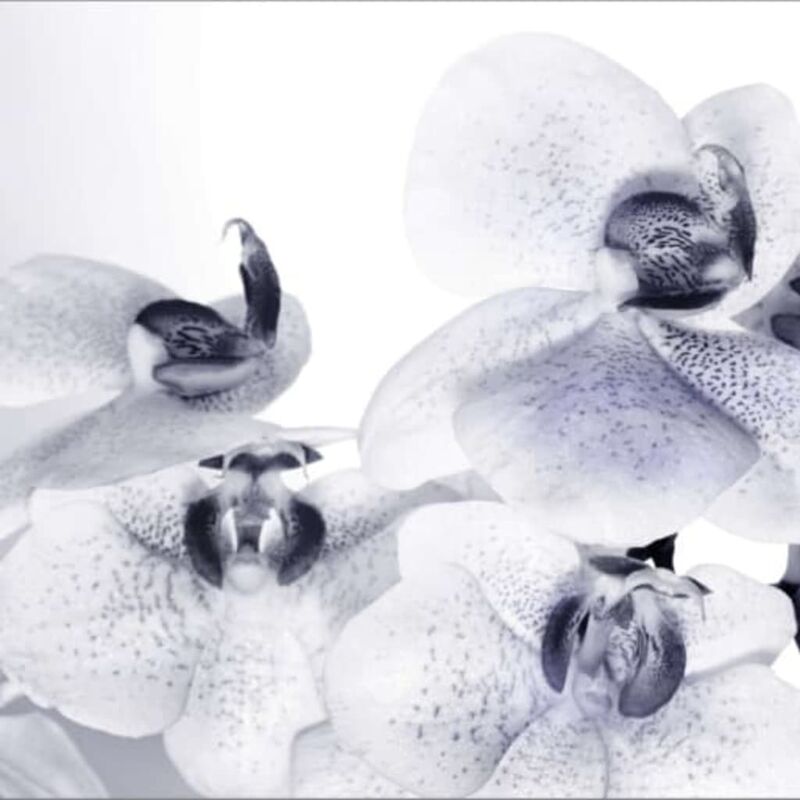 

Mural fotográfico Orchids - Blanco - Ag Design
