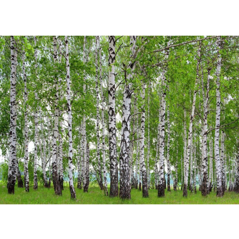 Ag Design - Photo murale forêt d'arbres bouleaux 360x254 cm, 4 lés