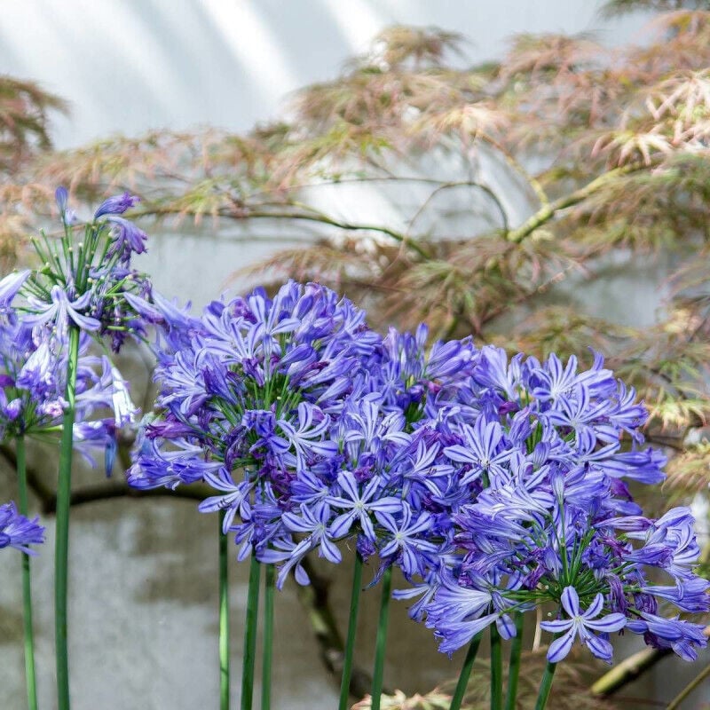 Plantes Avenue - Agapanthe africanus/Pot de 7,5L - Bleue