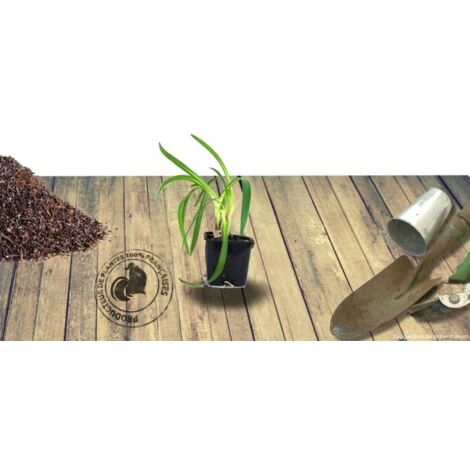 Agapanthe africanus GRAPHITE ® Blue 'TURK8'/Godet - Bleue