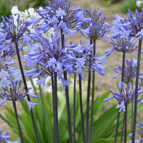 Agapanthe africanus GRAPHITE ® Blue 'TURK8'/Pot de 1,5L - Bleue