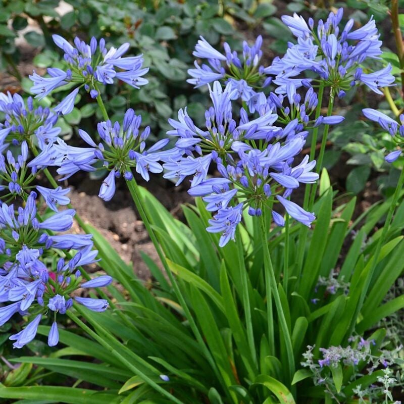 Plantes Avenue - Agapanthe africanus Pitchoune Blue® Scrarey09/Pot de 4L - Bleue