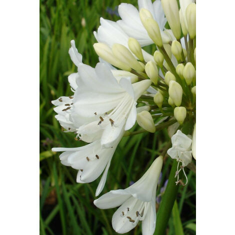 Agapanthe 'Artic Star' Taille du pot - Pot de 3 Litres