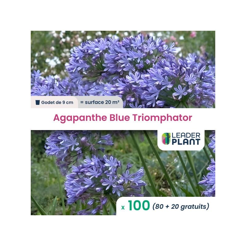 Leaderplantcom - 100 x Agapanthe Blue Triomphator en godet