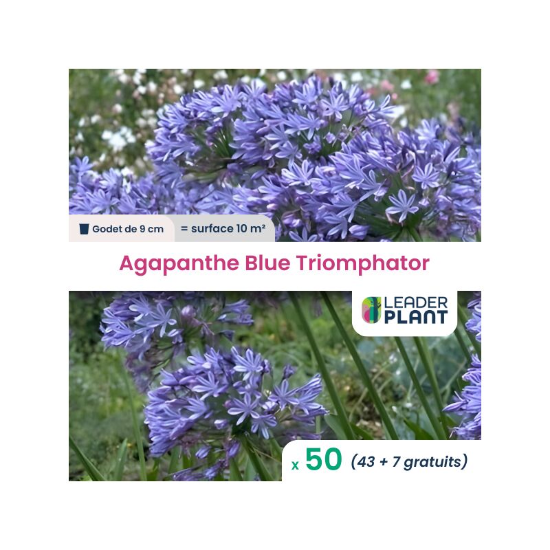 Leaderplantcom - 50 x Agapanthe Blue Triomphator en godet