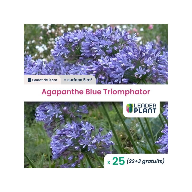 Leaderplantcom - 25 x Agapanthe Blue Triomphator en godet