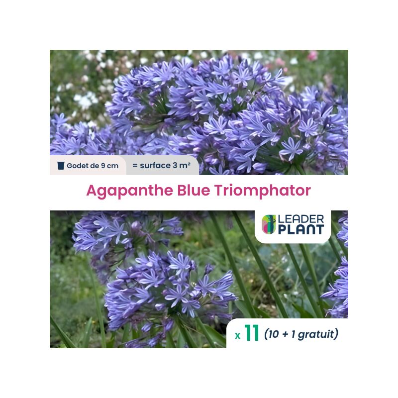 Leaderplantcom - 11 x Agapanthe Blue Triomphator en godet