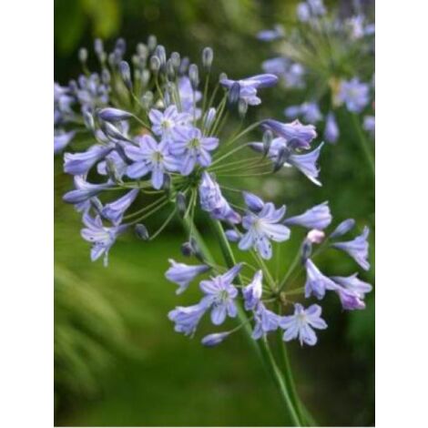 Agapanthe 'Blue Triumphator' Godet de 8/9 cm