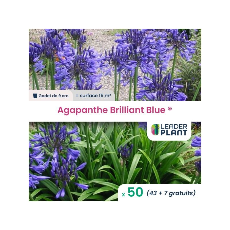 50 x Agapanthe Brilliant Blue en godet