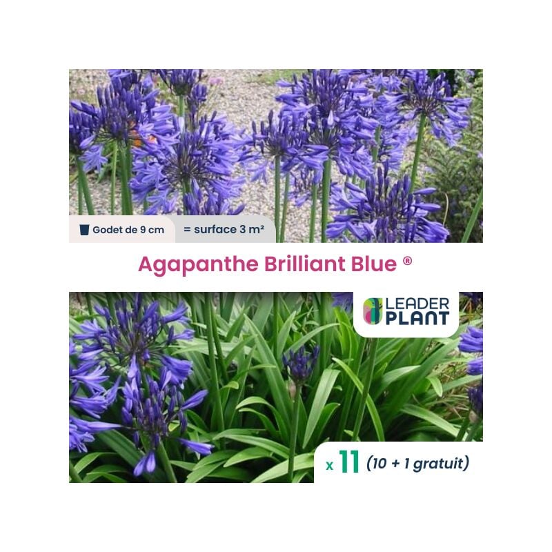 Leaderplantcom - 11 x Agapanthe Brilliant Blue ® en godet