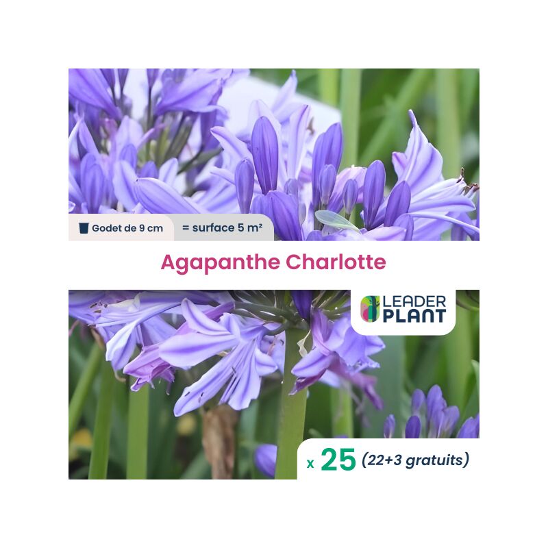 25 x Agapanthe Charlotte en godet