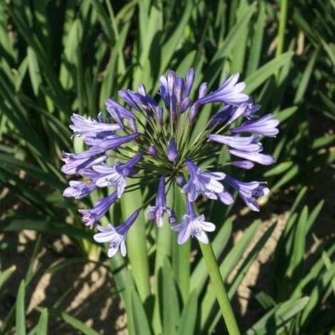 Agapanthe Columba