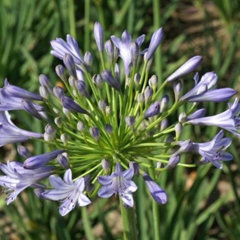 Agapanthe Donau
