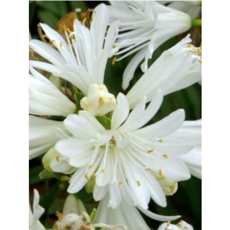 Agapanthe 'Double Diamond' Pot de 2L/3L