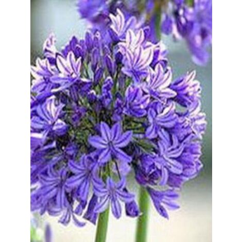Agapanthe 'Dr Brouwer' Godet de 8/9 cm