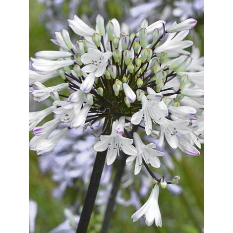 Agapanthe 'Graphite White' Pot de 2L/3L