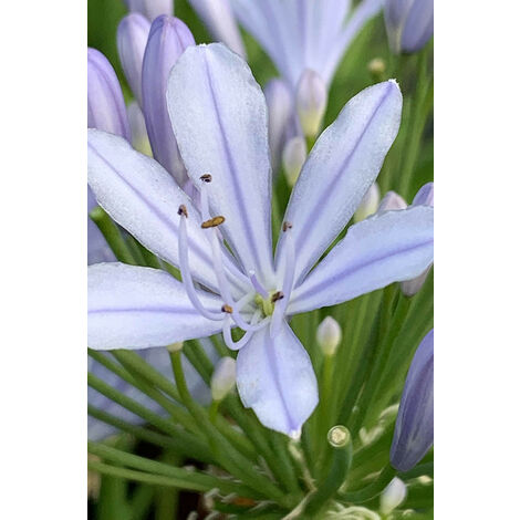 AGAPANTHE hybride 'Crystal blue' Taille du pot - 3L