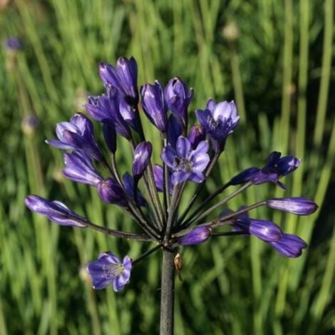 Agapanthe Intermedius
