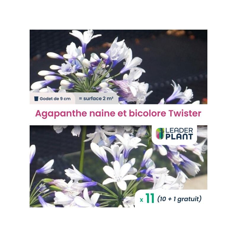 11 x Agapanthe naine et bicolore Twister en godet