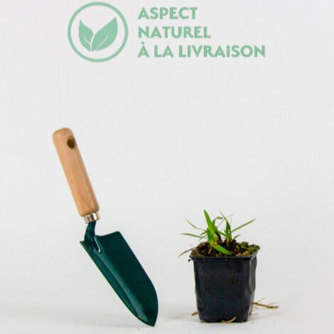 Agapanthe PITCHOUNE® White - Le pot / Ø 9cm - Willemse