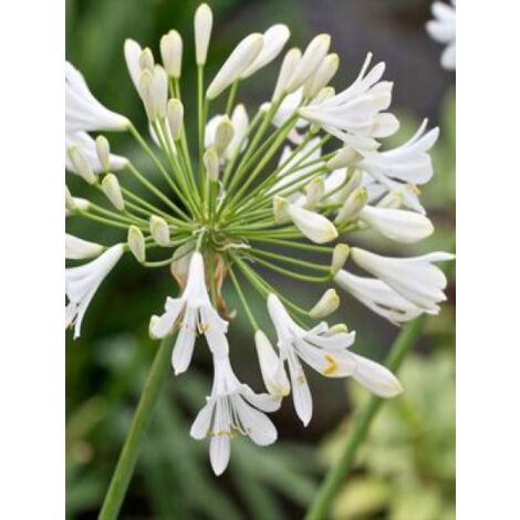 Agapanthe 'Polar Ice' Godet de 8/9 cm